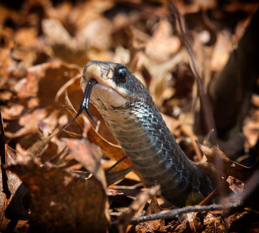 Traditional In Class A By Steve Lombardi For Rat Snake At  Rocky Neck MAY-2019.jpg